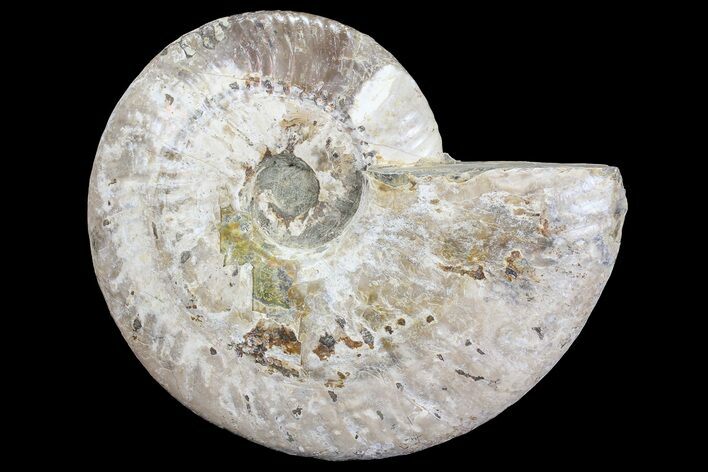Silver Iridescent Ammonite - Madagascar #77112